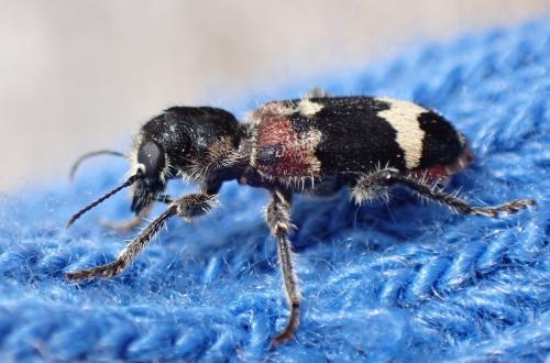 Clerus mutillarius